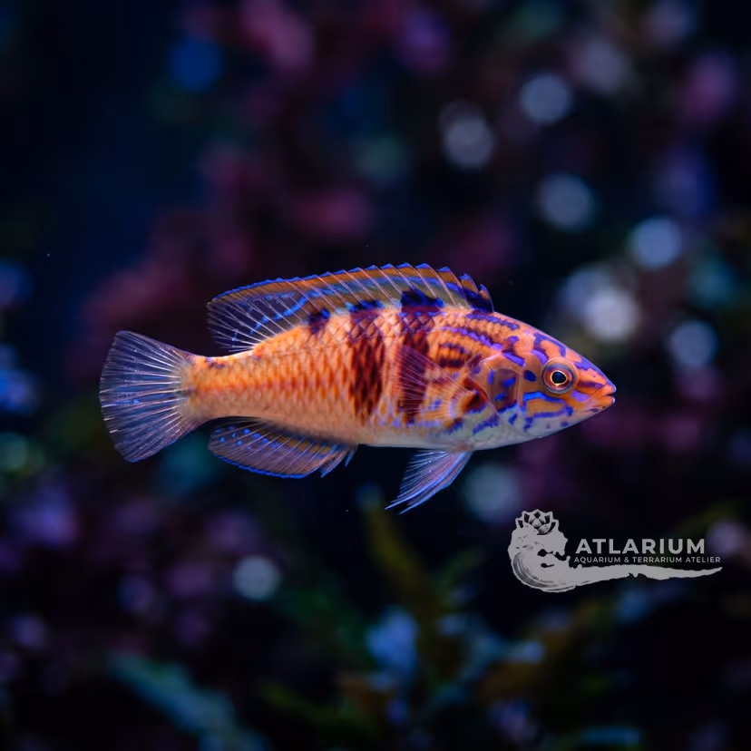 Tono's Fairy Wrasse