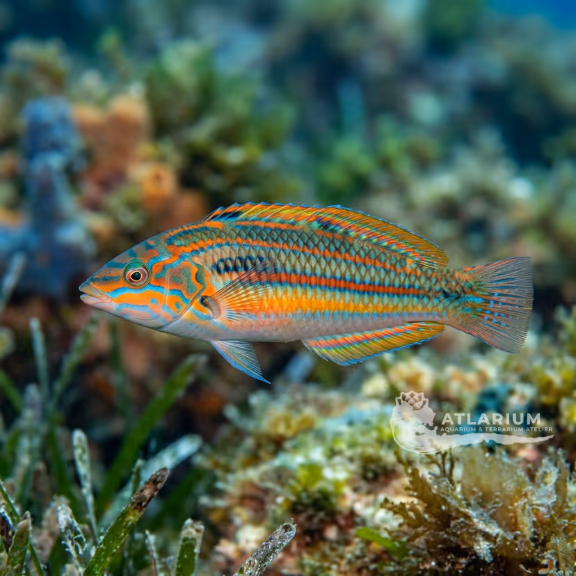 Donzella (Coris julis)