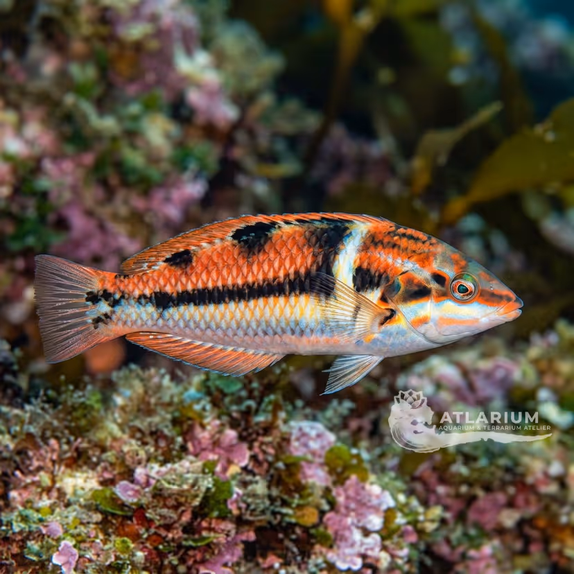 Donzella di Sandeyer (Coris sandeyeri)