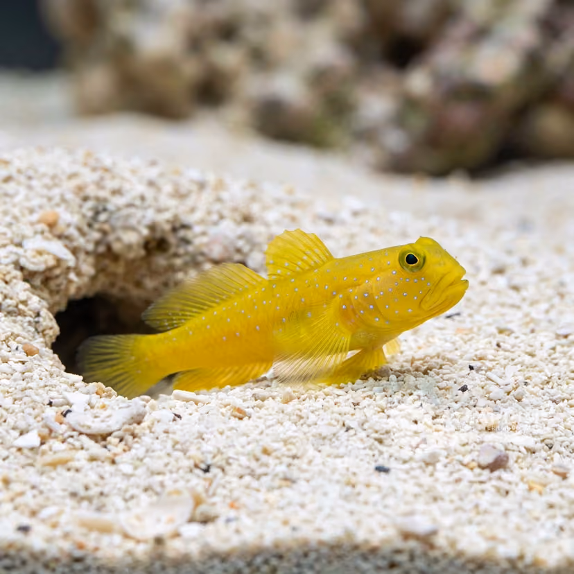 Yellow watchman goby