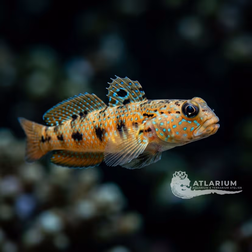 Luther's Goby