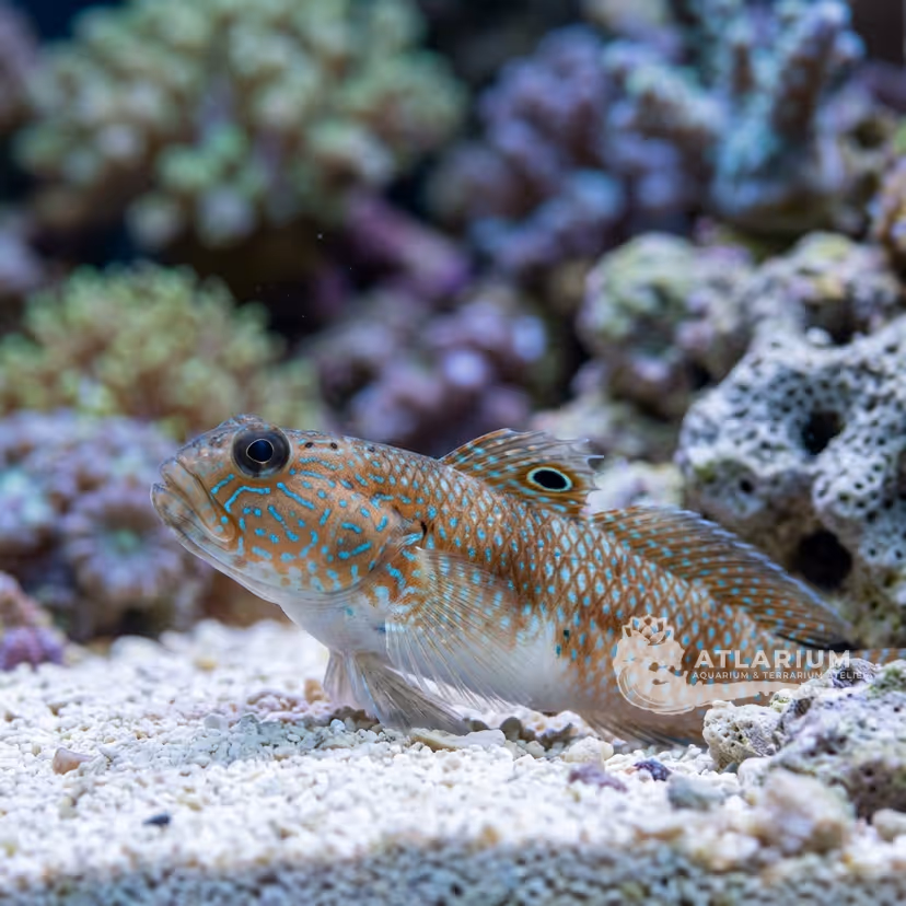 Peacock Prawn-goby