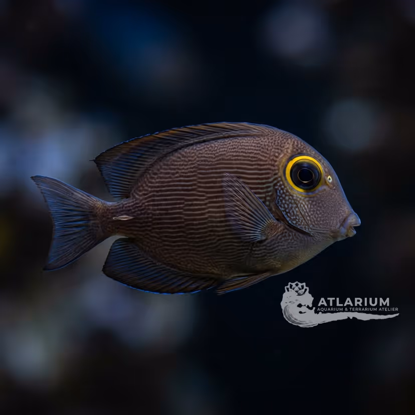 Cirujano de Kole (Ctenochaetus strigosus)