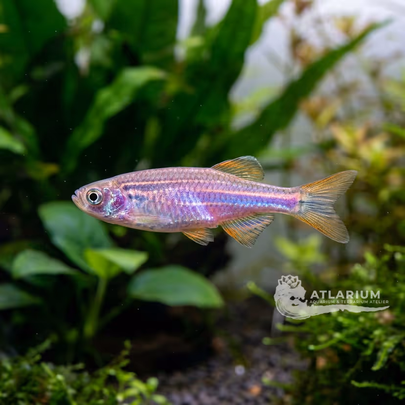 Danio Perla