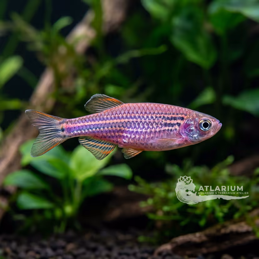 Danio rosa púrpura