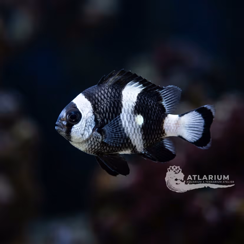 Four-stripe Damselfish / Blacktail Humbug (Dascyllus melanurus)