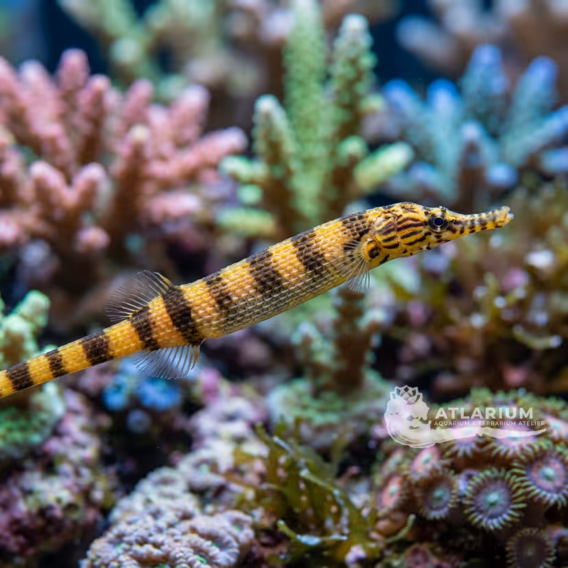 Yellow-banded Pipefish (Dunckerocampus pessuliferus)