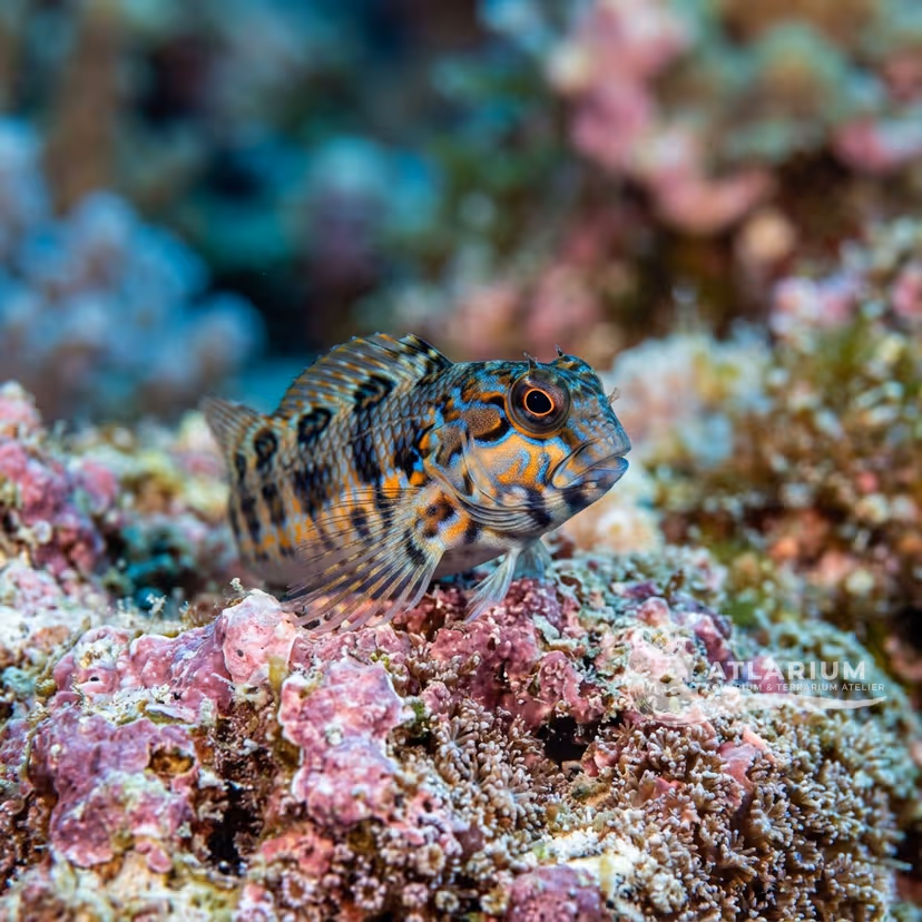 Allen's blenny (Ecsenius alleni)
