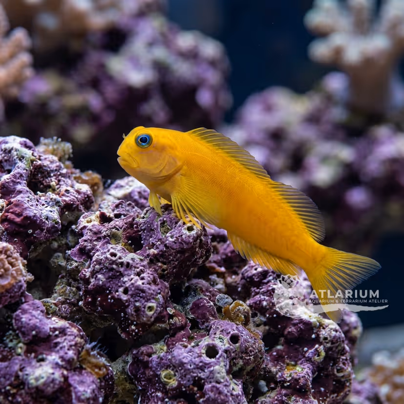 Blenio midas