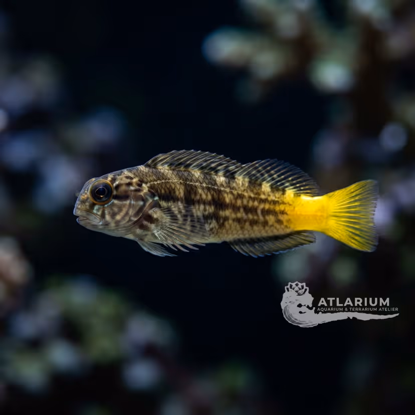 Black combtooth blenny (Ecsenius namiyei)