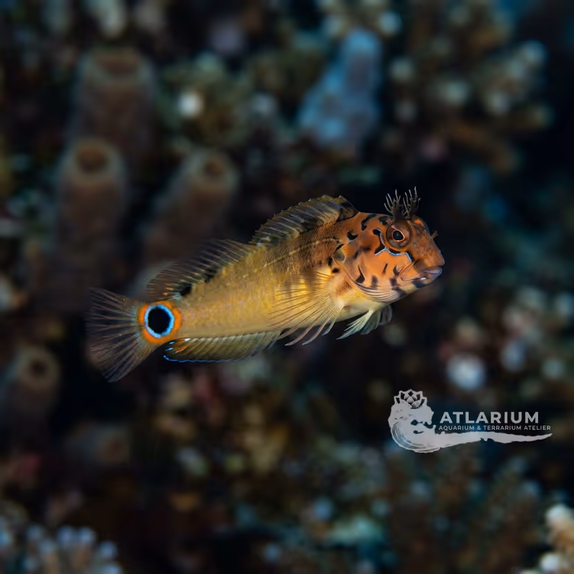 Blenio de mancha caudal
