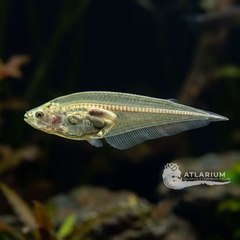 Pesce Coltello di Vetro (Eigenmannia virescens)