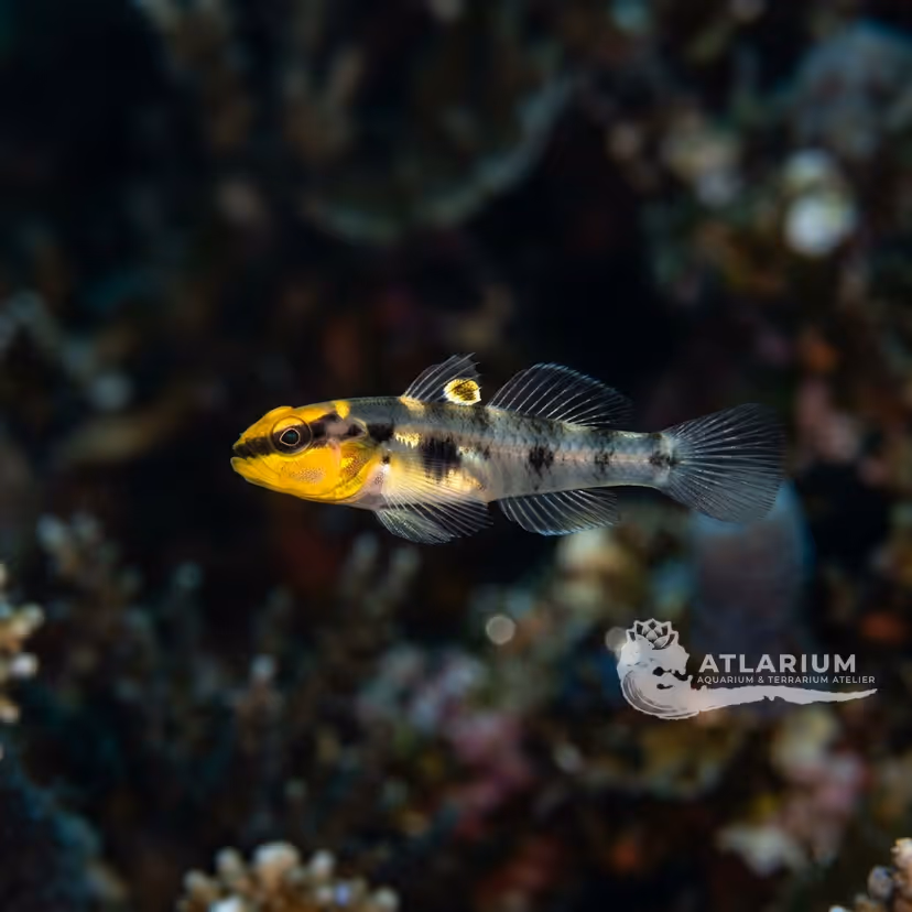 Shortstripe goby