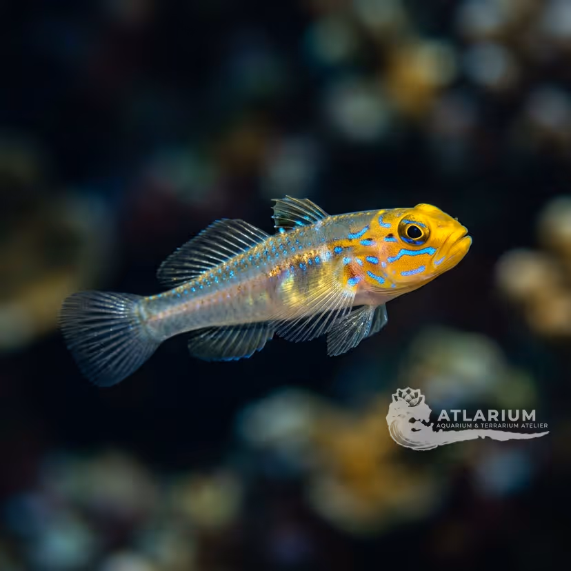 Key Goby