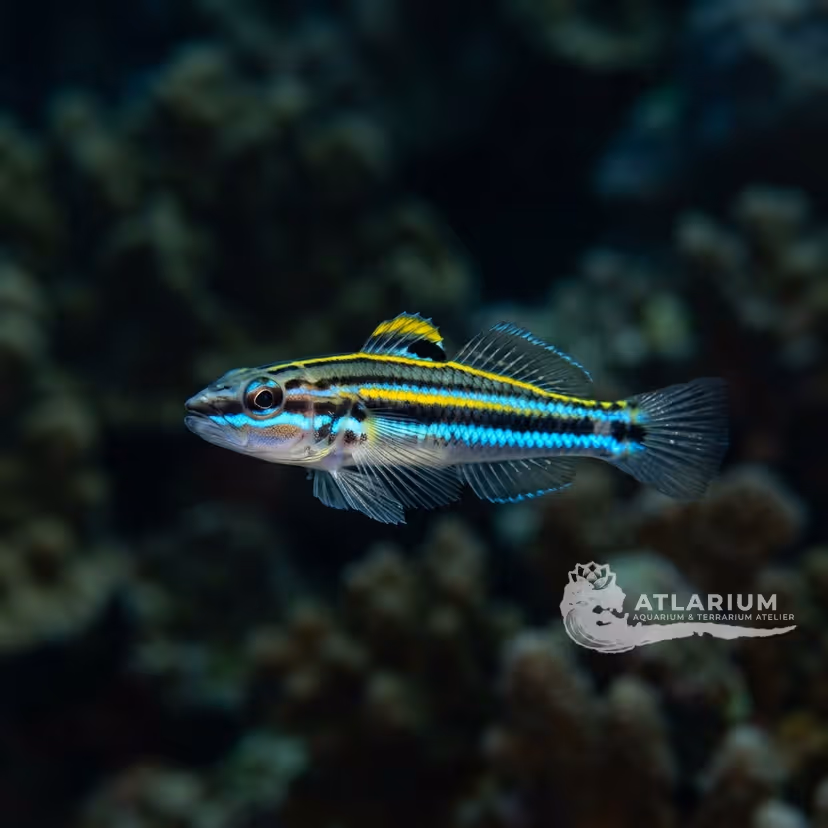 Sharknose Goby
