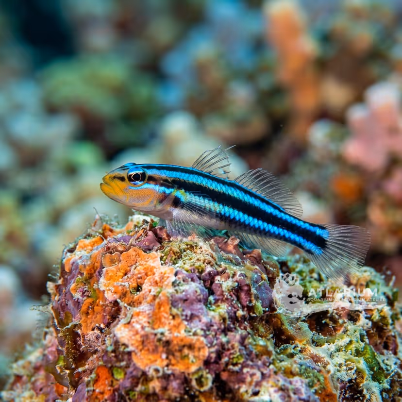 Cleaner Goby