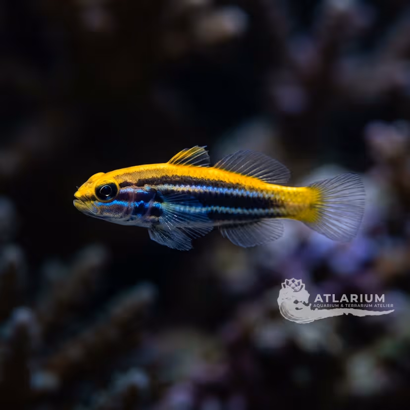 Ghiozzo neon giallo (Elacatinus xanthiprora)