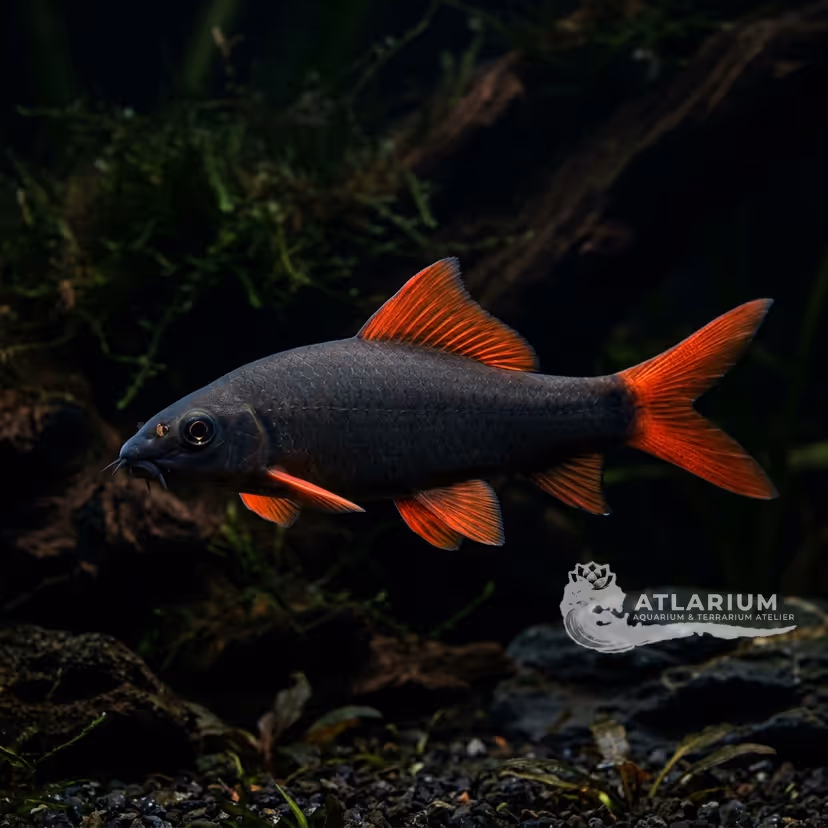 Tiburón Arcoíris (Labeo Frenatus)