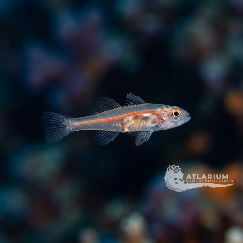 Gold Neon Eviota Goby