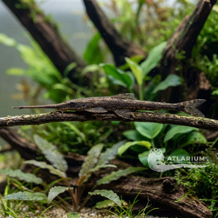 Orinoco Twig Catfish