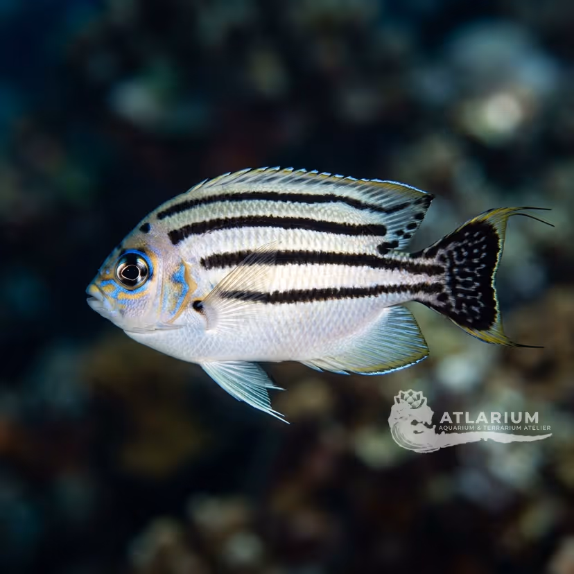 Lamarck's angelfish