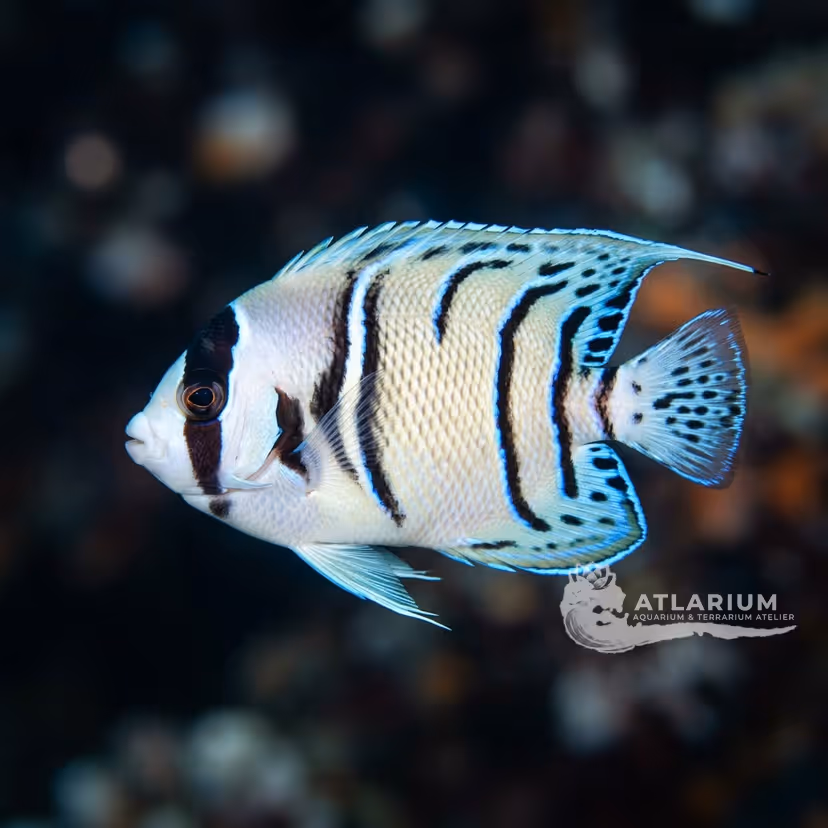Masked Angelfish