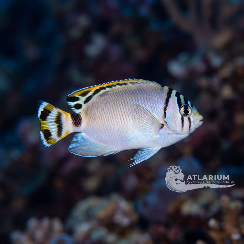 Watanabe's Angelfish