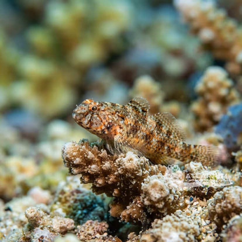 Broad-barred coral goby (Gobiodon ceramensis)