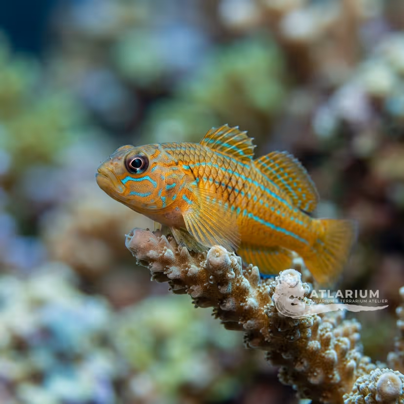 Gobio coralino multilineado (Gobiodon multilineatus)