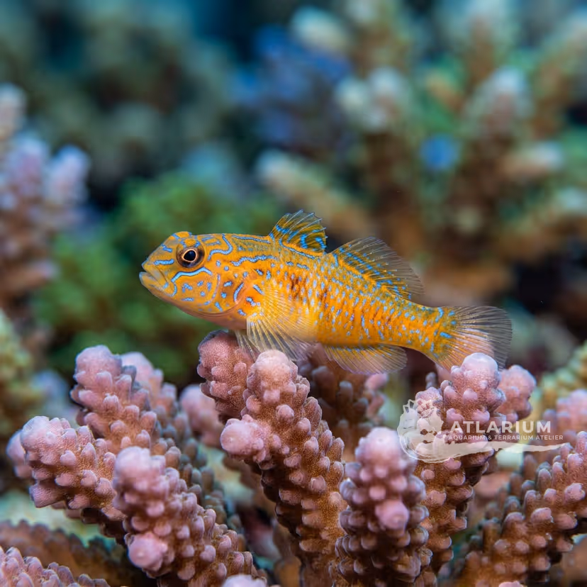 Ghiozzetto pagliaccio ondulato (Gobiodon rivulatus)