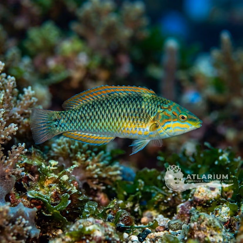 Estuary Wrasse