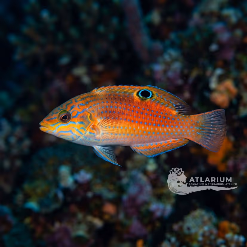 Adorned Wrasse (Halichoeres cosmetus)