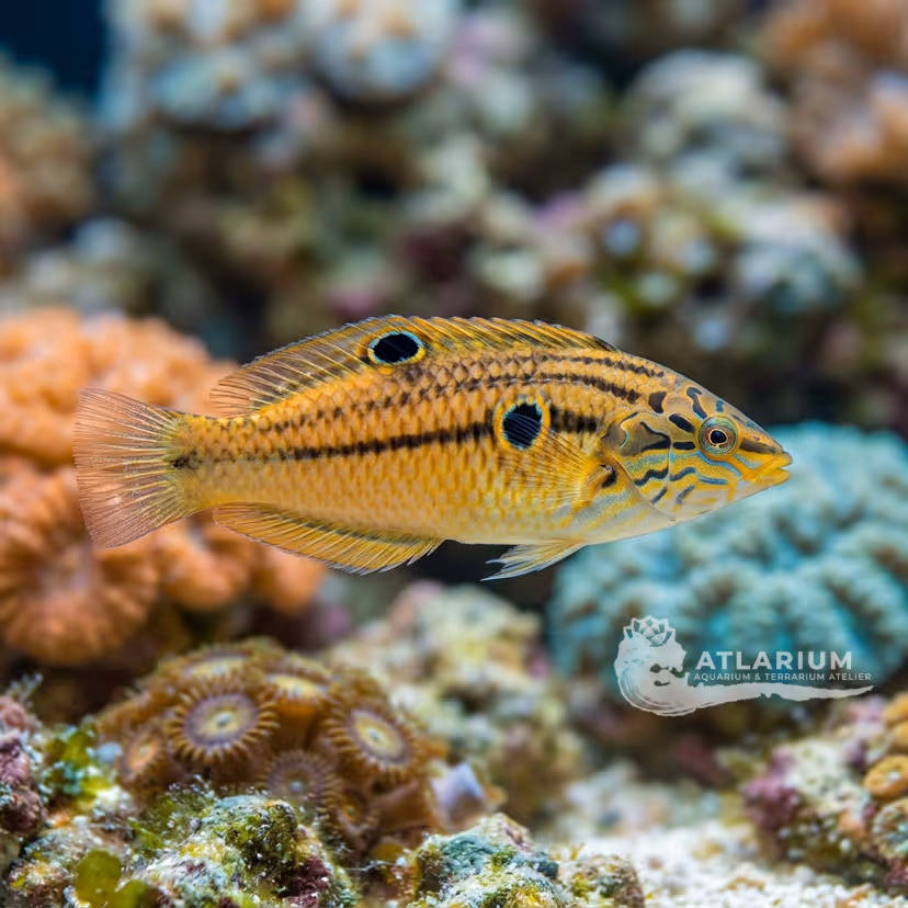 Golden-ear Wrasse