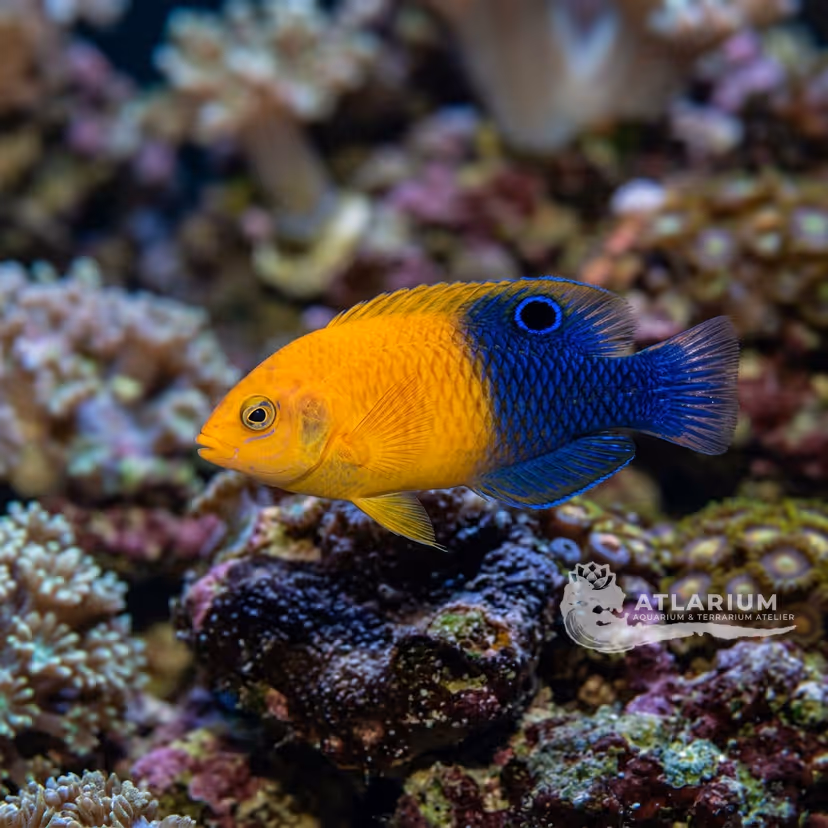 Doncella bicolor (Halichoeres prosopeion)