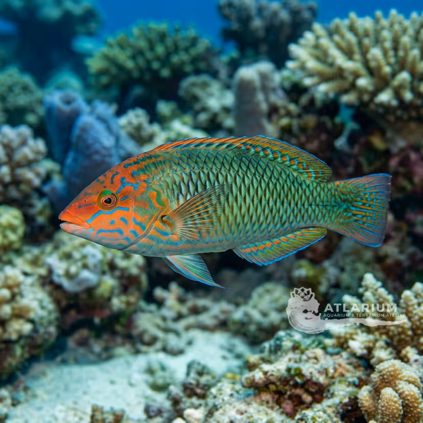 Labride a testa rossa (Halichoeres rubricephalus)