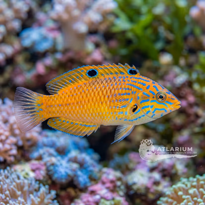Labride a tre macchie (Halichoeres trispilus)