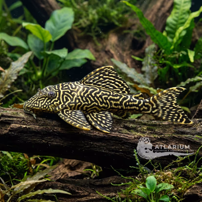 Meandrinus Pleco