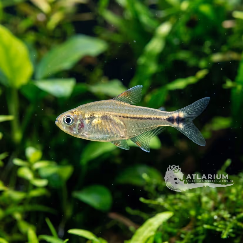 Dash-dot Tetra