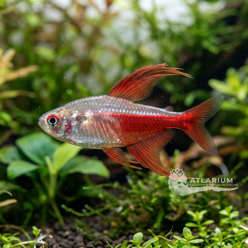 Red Sailfin Tetra
