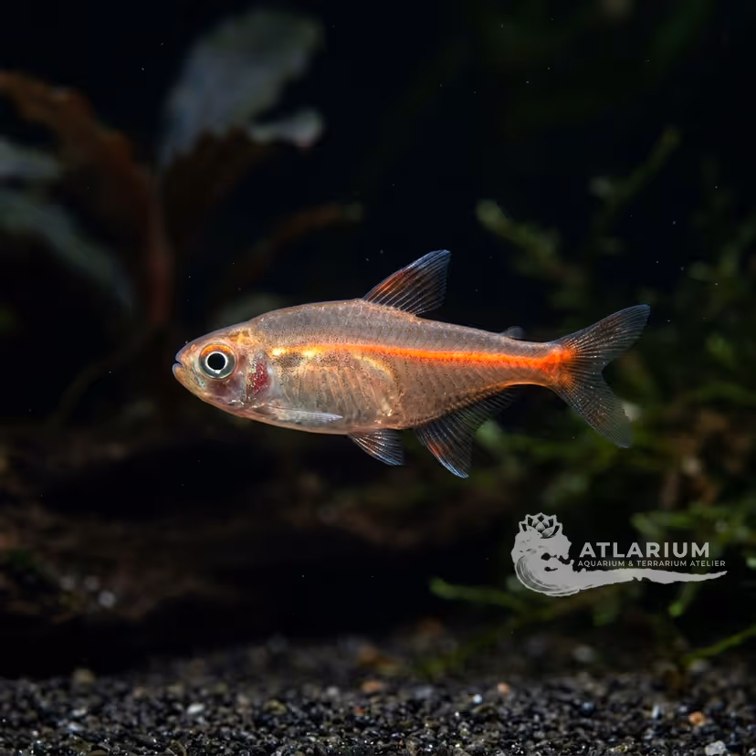 Tetra luminoso