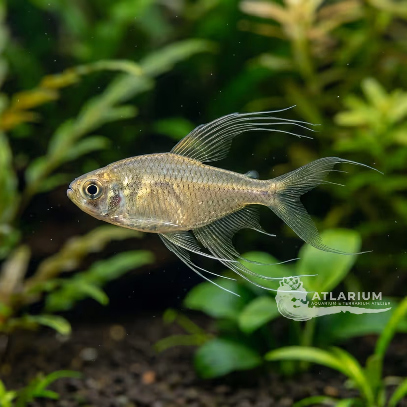 Phoenix Tetra