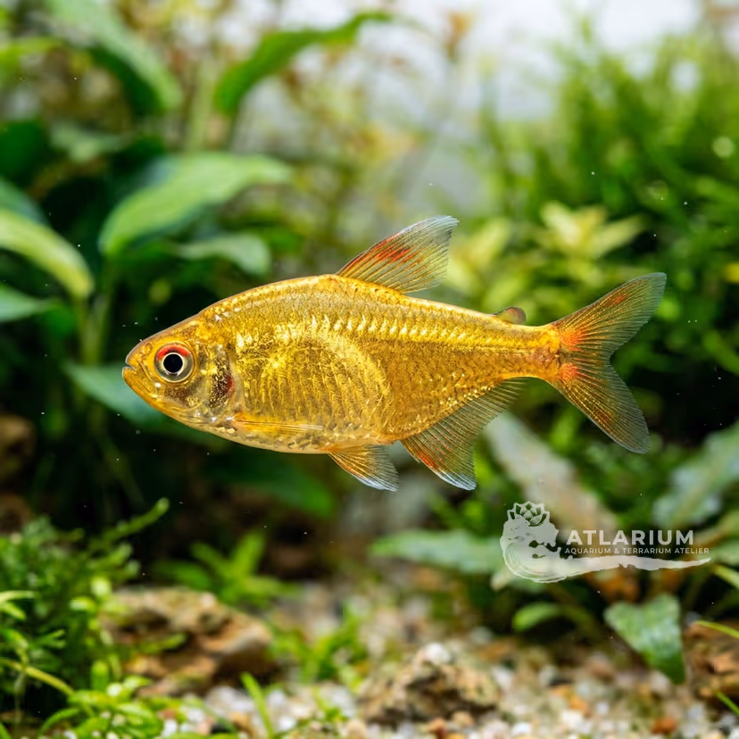 Golden Tetra