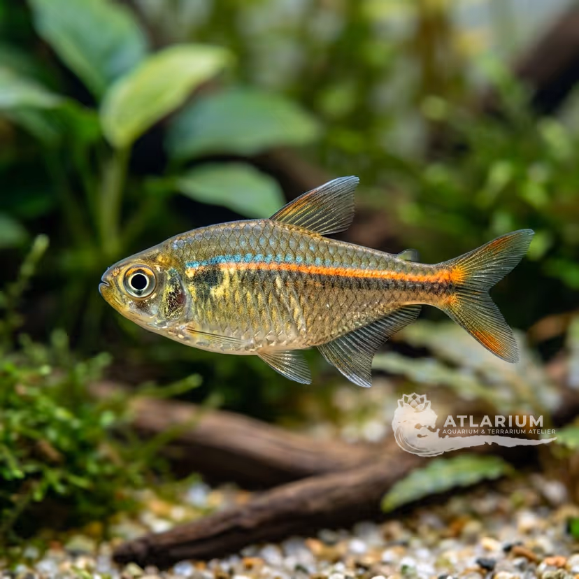 Tetra bonito