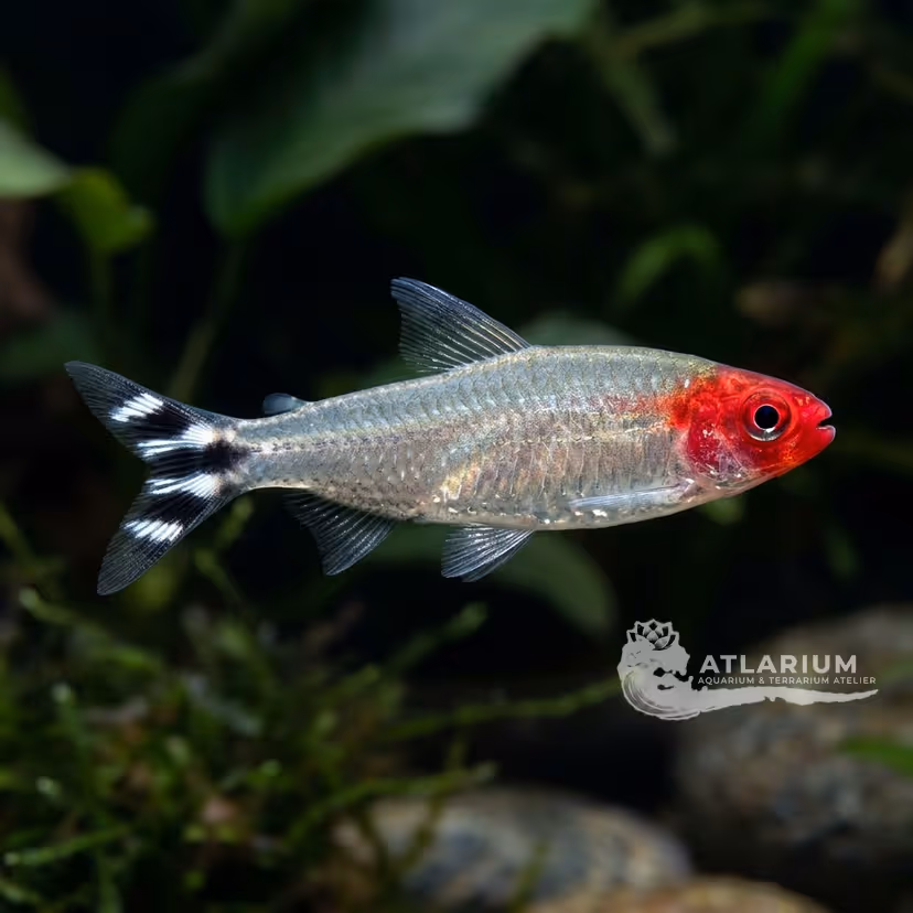 Tetra Borrachito Verdadero