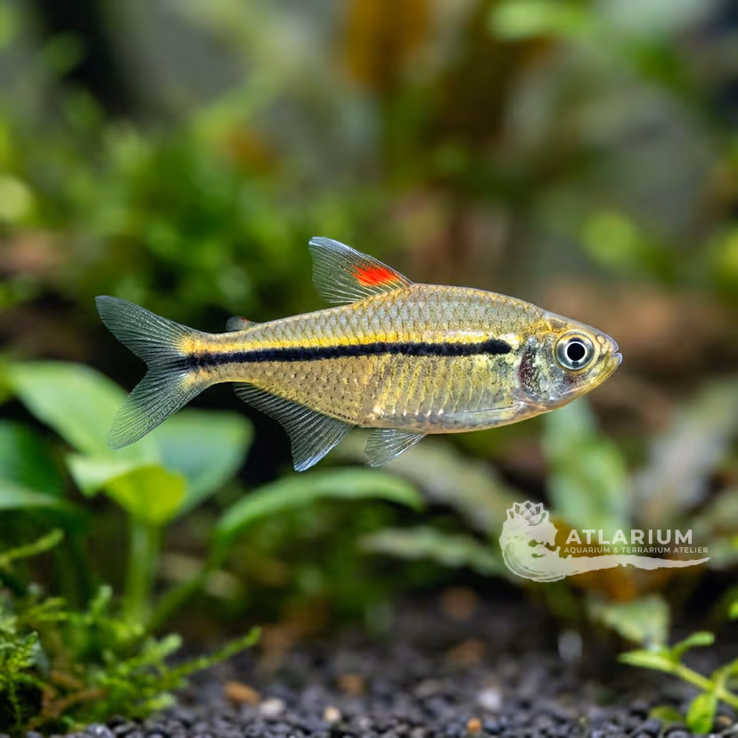 Tetra de una línea