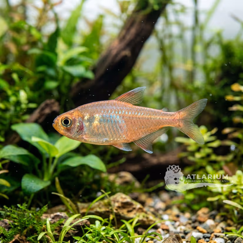 Vorderwinkler's Tetra