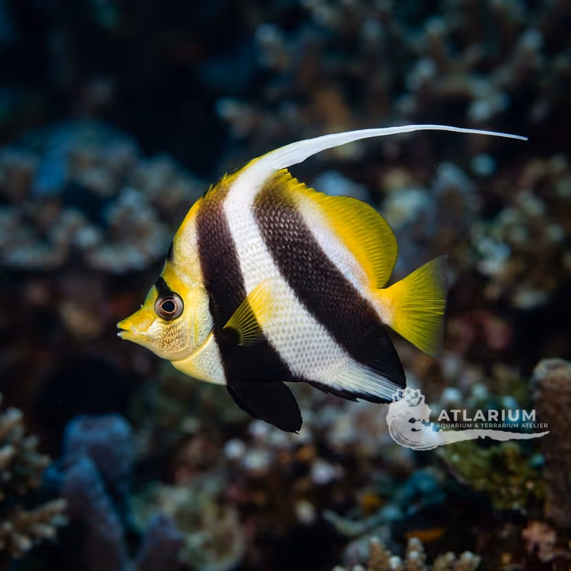 Pesce bandiera (Heniochus acuminatus)