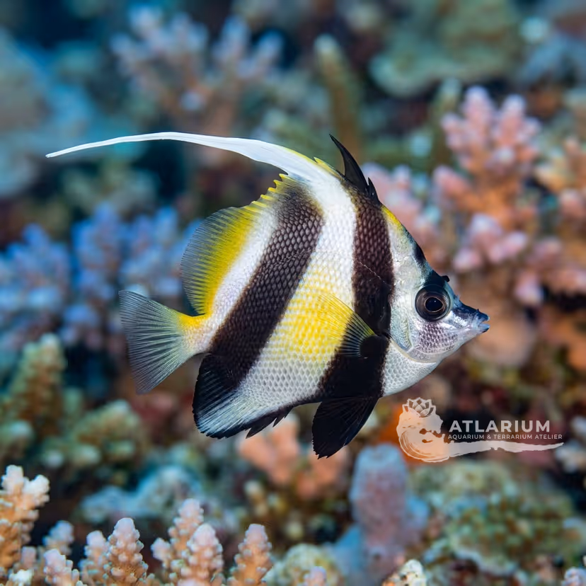 Horned Bannerfish (Heniochus varius)