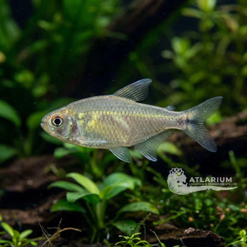 Balbus Tetra (Hyphessobrycon balbus)