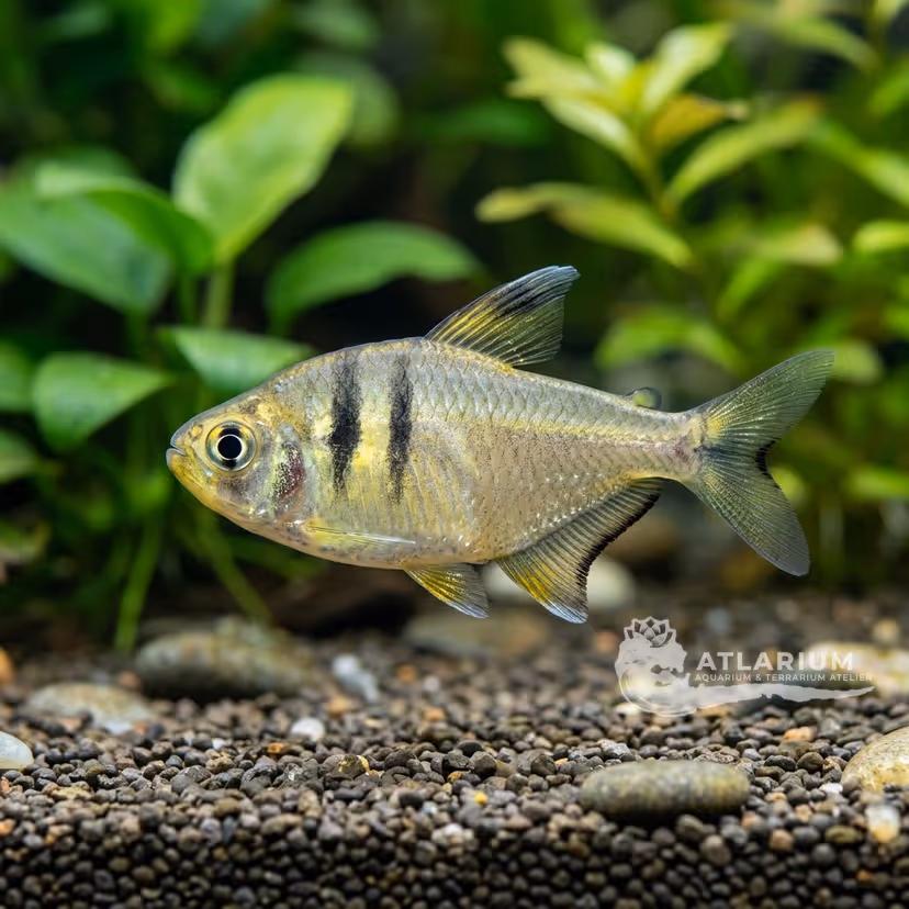 Tetra amarillo
